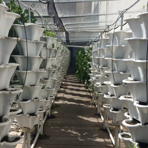 The hydroponic garden produces the equivalent to a traditional one acre farm.